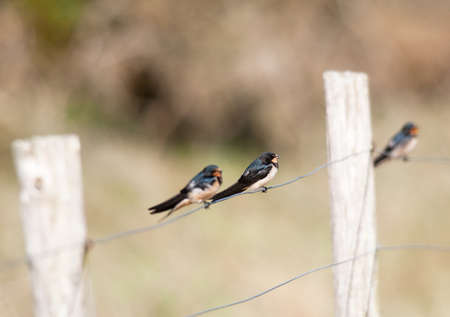 Young swallows placed on a wireの写真素材