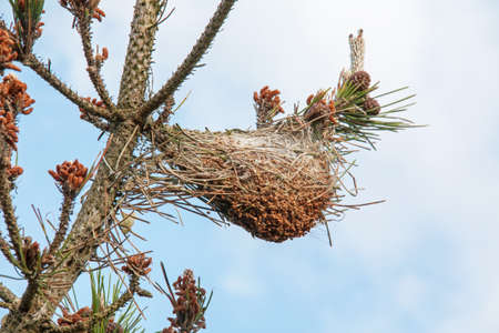 Bird nest on a treeの写真素材