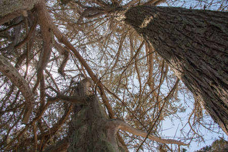 Trees in the fort against dive