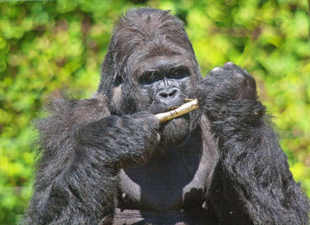 Male gorilla - Gorilla - close-up