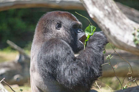 Male gorilla - Gorilla - close-upの写真素材