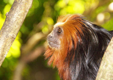 Lion tamarind Leontopithecus chrysomelas doree- head - close upの写真素材