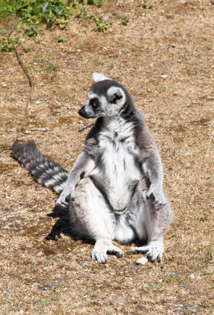 Vari black and white - black-and-white ruffed lemur - close-up