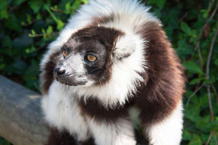 Vari black and white - black-and-white ruffed lemur - close-upの写真素材