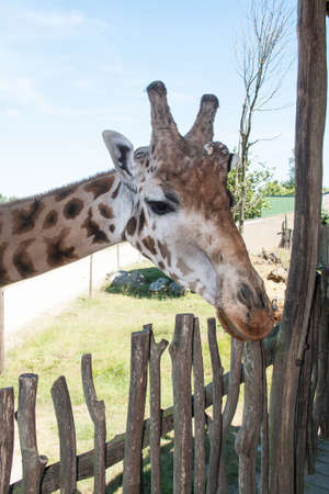 Giraffe under a shelterの写真素材