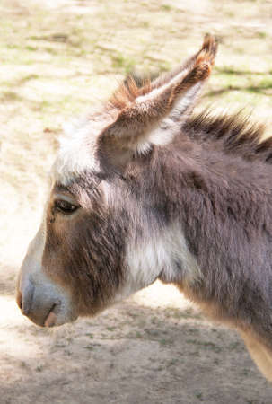 Ane - Equus asinus - close-upの写真素材