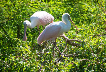Spatulas - Platalea - in treesの写真素材