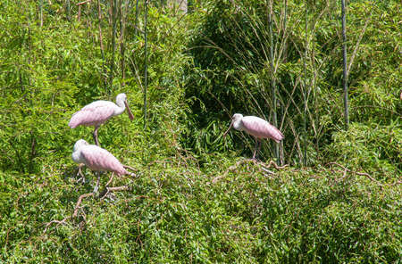 Spatulas - Platalea - in treesの写真素材
