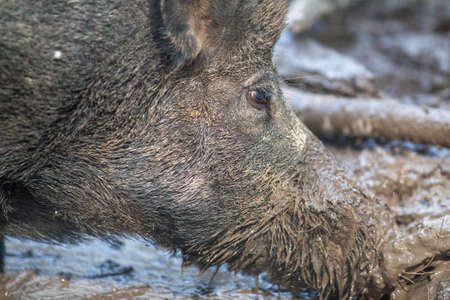 Boar close up with muddy snoutの写真素材