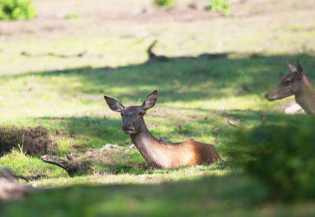 Biche couchee the shadeの写真素材