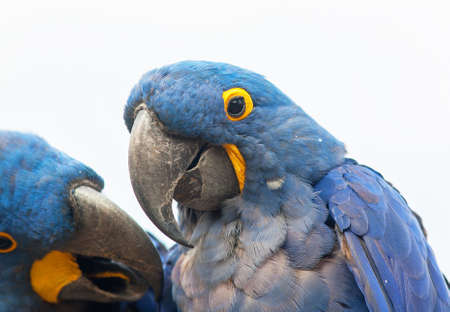 Blue macaw close upの写真素材