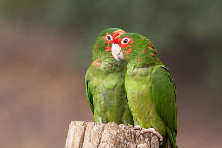 Green macaws couple on a tree trunkの写真素材
