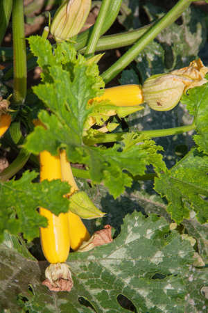 Yellow squash up and leaves