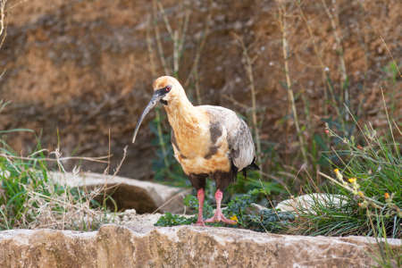 Black-faced Ibis, Theristicus melanopis, close-upの写真素材