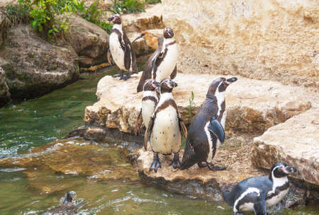 Humboldt Penguin - Spheniscus humboldti - out of the waterの写真素材