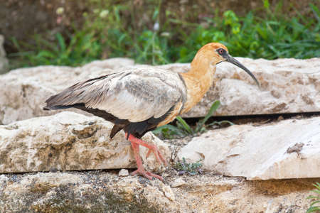 Ibis black face in close-up - Theristicus melanopisの写真素材