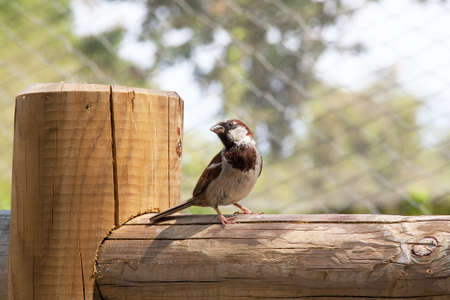 Sparrow on a fenceの写真素材