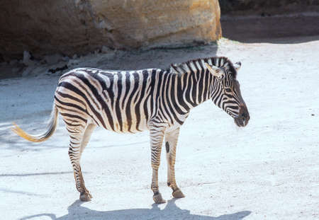 Zbre nearly rocksの写真素材