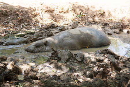 Pygmy hippopotamus couch in a mud puddleの写真素材