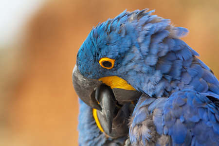 Aras blue close-up