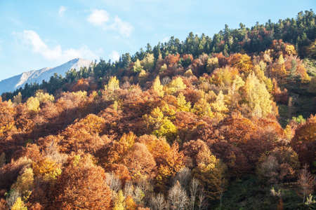 Trees in autumn, Spanish pyreneen landscape los reserve circos, Aragon, Spain