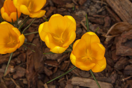 Crocus flowerの写真素材