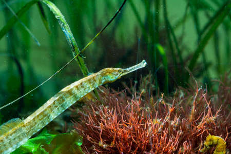 Trumpet fish - Aulostomus chinensisの写真素材