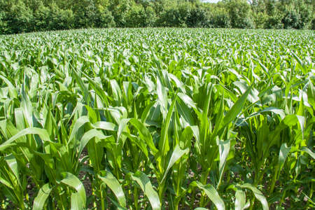 Field of corn growing