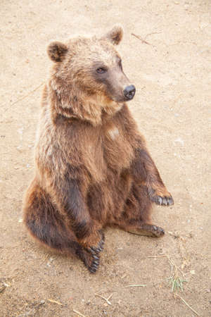 Brown Bear - Ursus arctos - close-up