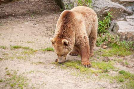 Brown Bear - Ursus arctos - close-upの写真素材