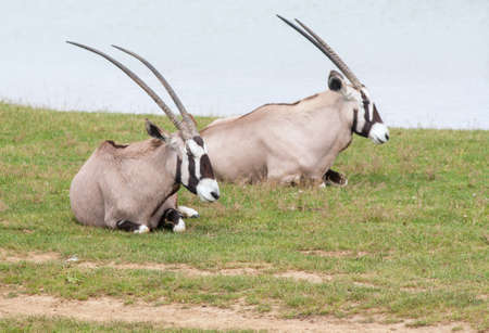 Gemsbok, oryx gazella, extensions in the grassの写真素材