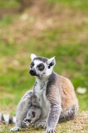 Maki catta close-upの写真素材