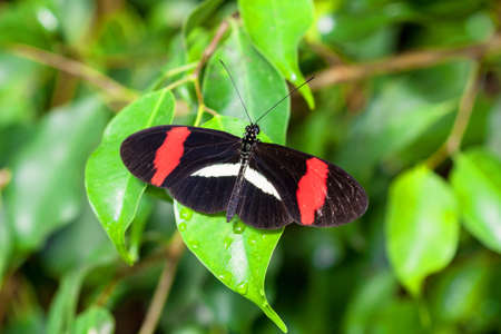Heliconius erato butterfly on a leafの写真素材