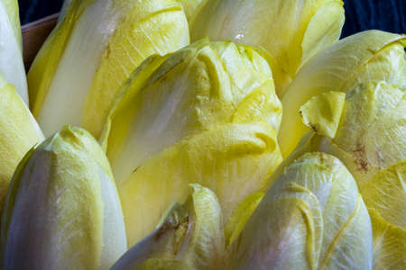 Endives dark backgroundの写真素材