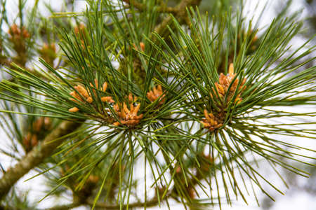 Young shoots of pine cones