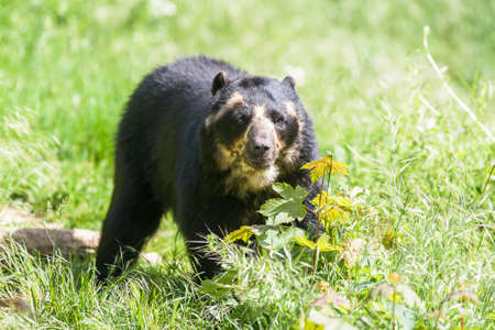 Spectacled bear - Tremarctos ornatus - close-upの写真素材