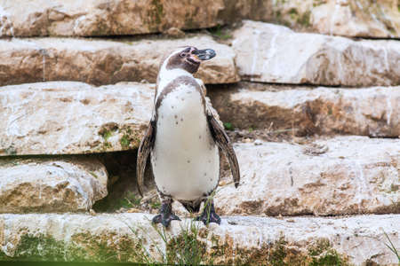 Humboldt Penguin - Spheniscus humboldti -の写真素材