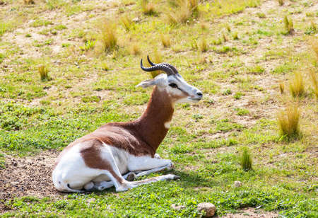 Gazelle Dama lying on the grassの写真素材