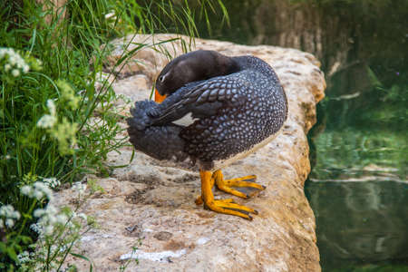 Brassemer cendr? ?, tachyeres pteneres, by the waterの写真素材