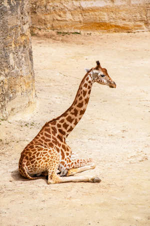 Girafeau sitting on the sandの写真素材