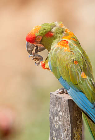 Ara de Lafresnaye, ara rubrogenys, close-upの写真素材