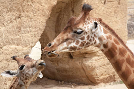Giraffe and her little one in close-upの写真素材