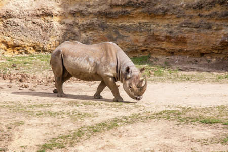 Rhinoceros;の写真素材