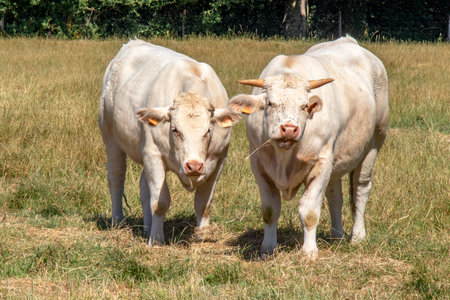 Charolais cows in pastureの写真素材