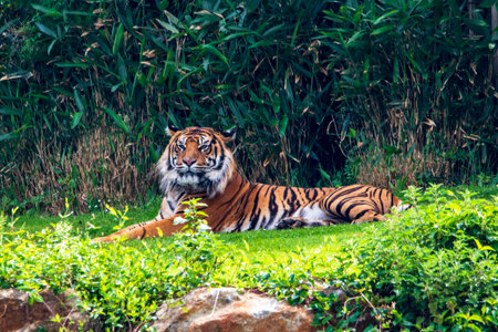 Sumatran tiger lying in the grassの写真素材
