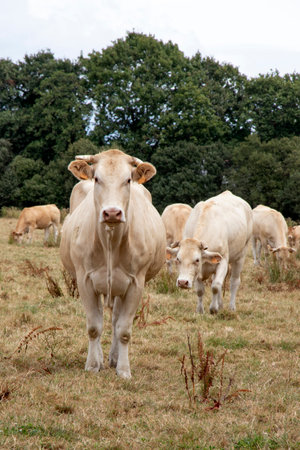 Blonde d'Aquitaine cows in the pastureの写真素材