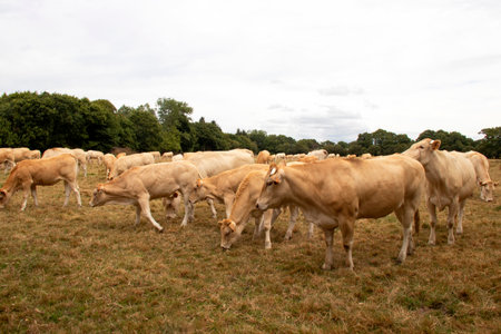 Blonde d'Aquitaine cows in the meadowの写真素材