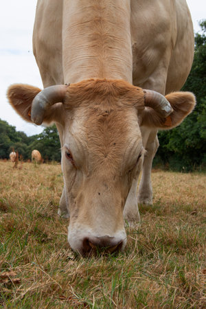 Head of blond Aquitaine cow grazing close-upの写真素材