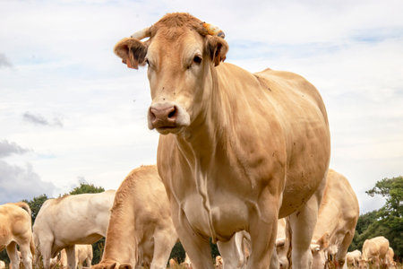 Close-up of Blonde d'Aquitaine cowsの写真素材
