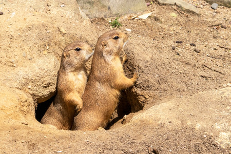 Couple of prairie dogs at the entrance of the burrowの写真素材
